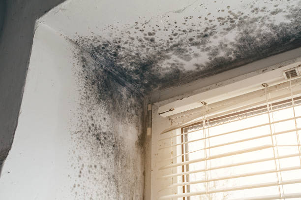 Affordable Attic Mold Remediation solutions in Herndon, PA